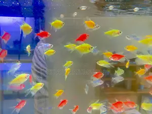 The Glow Gang – Mixed Glotetras for Sale