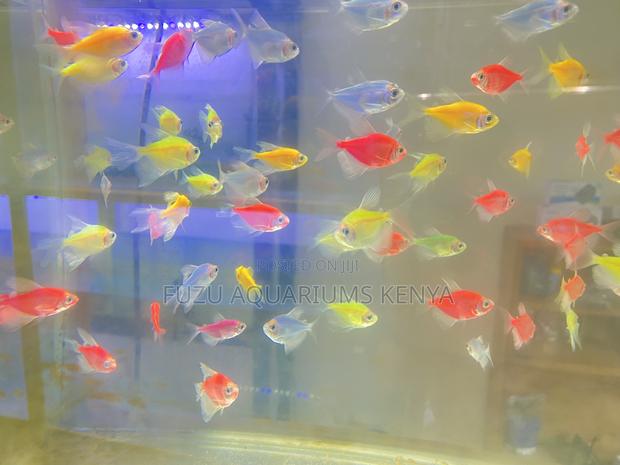 Mixed Neon Glotetras – Low Stress, High Glow - main view