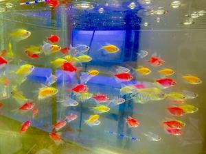 Glotetras – The Light Show That Swims - thumbnail 2