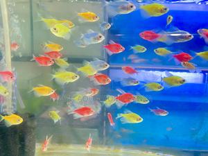 Mixed Glotetras – Ideal for Themed Tanks - thumbnail 2