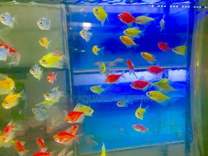 Glow Fish Delight – Mixed Tetras Available - thumbnail 2