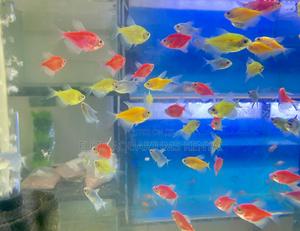 Light Up Your Mood With Glotetras - thumbnail 2