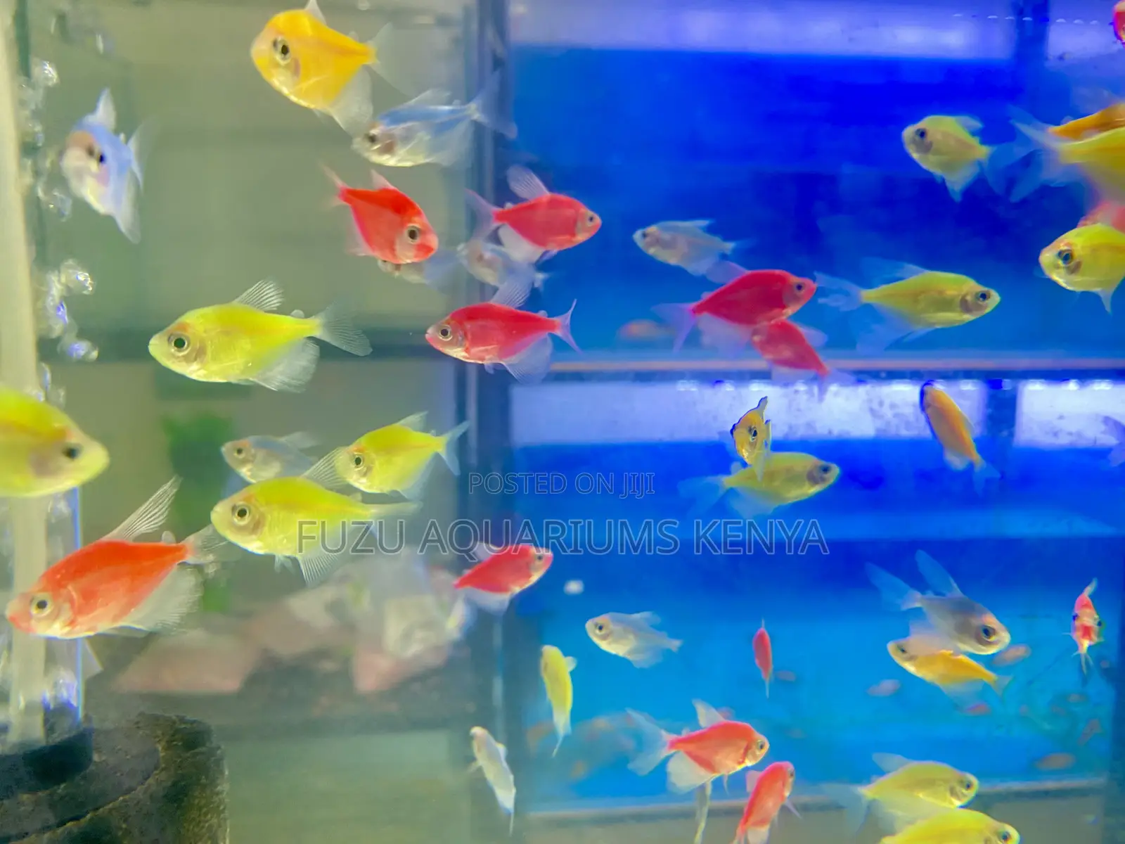 Glotetras – Color Fest