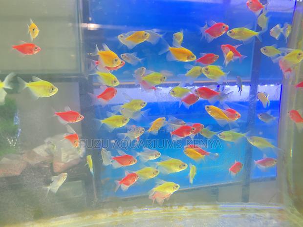 Glotetras – Perfect for Kids’ Aquariums