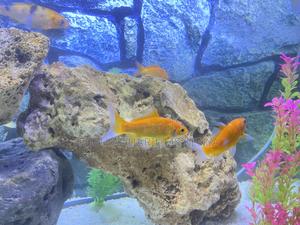 Bright Beautiful Goldfish for Sale - thumbnail 2
