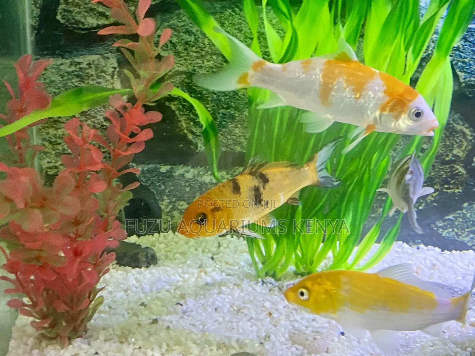 Mixed Goldfish – Comet, Shubunkin More