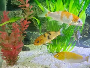 Mixed Goldfish – Comet, Shubunkin More - thumbnail 2