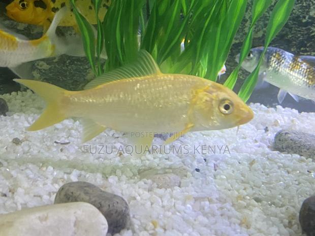 Hardy Goldfish for Every Aquarium - main view