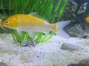 Graceful Comet Goldfish Available Now - thumbnail 2