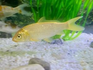 Classic Yellow Common Goldfish - thumbnail 2