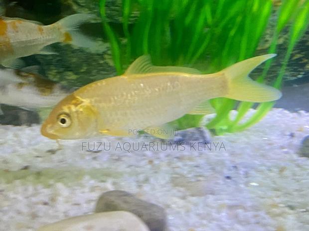 Classic Yellow Common Goldfish - main view