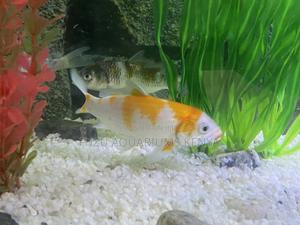 Lively Goldfish for Beginner Aquarists - thumbnail 2