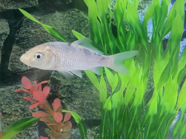 Elegant Mixed Goldfish Pack - main view