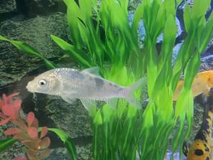 Affordable Goldfish for Ponds Tanks - thumbnail 2