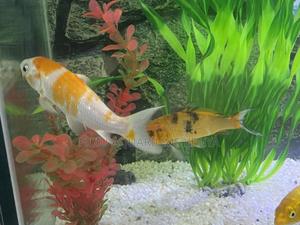 Colorful Goldfish – Healthy Active - thumbnail 2
