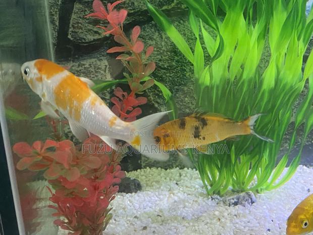 Colorful Goldfish – Healthy Active - main view