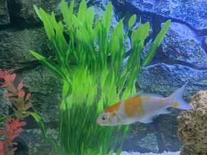 Quality Goldfish at Great Prices - thumbnail 2