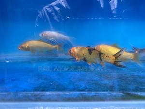 Eye-Catching Goldfish Selection - thumbnail 2