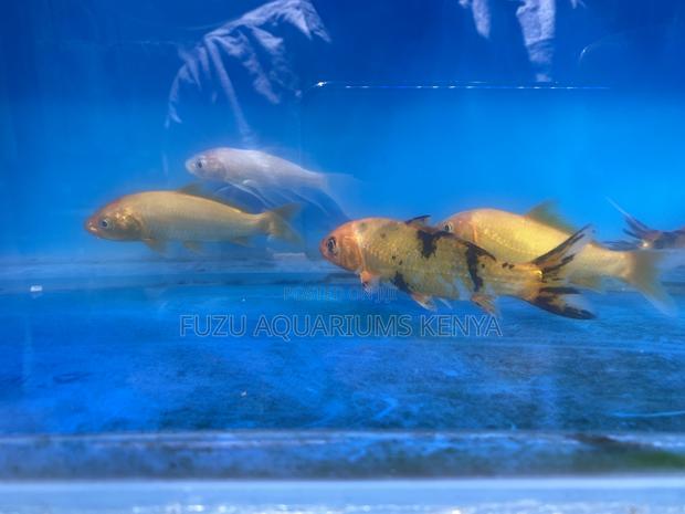 Eye-Catching Goldfish Selection - main view