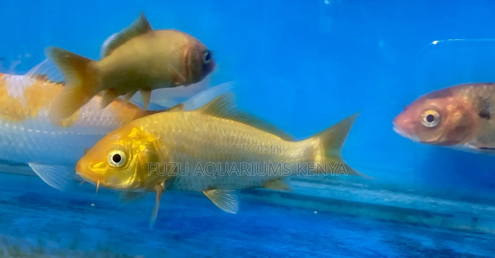 Mix Match Goldfish Combo