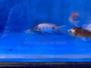 Aquarium-Ready Goldfish Today - thumbnail 2