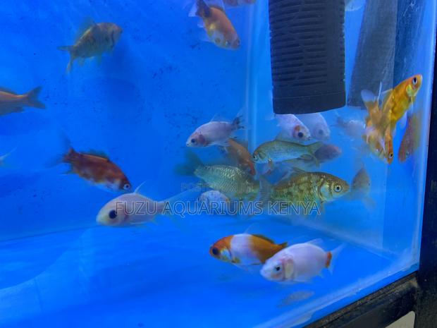 Fancy Standard Goldfish Mix - main view