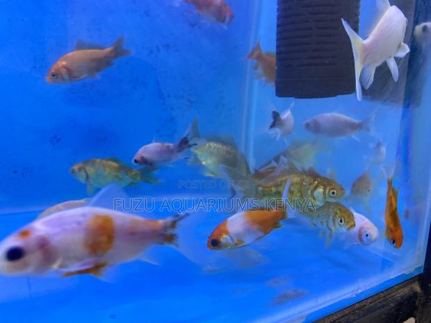 Vibrant Goldfish With Personality - main view