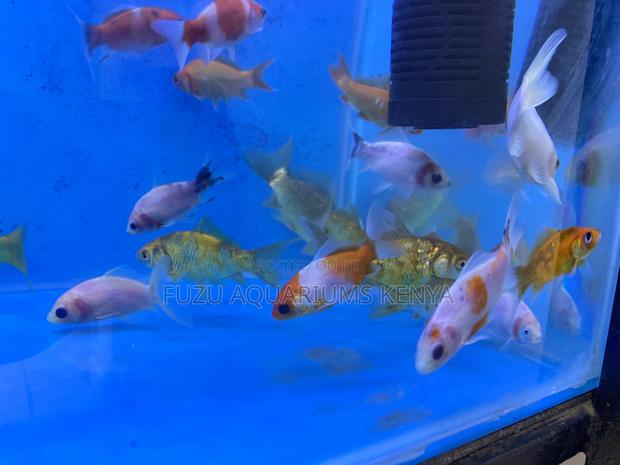 Pet Goldfish That Live Long - main view