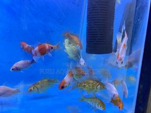 Decorative Goldfish for Your Tank - thumbnail 2