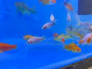 Golden Beauties for Your Aquarium(Goldfish)