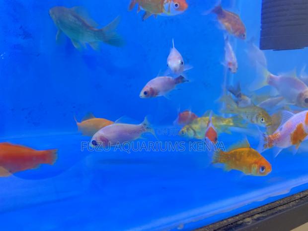 Golden Beauties for Your Aquarium(Goldfish)