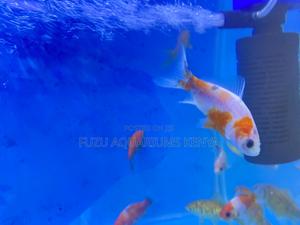 Mixed Goldfish Bundle - thumbnail 2