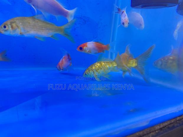 Peaceful Tankmates – Goldfish - main view