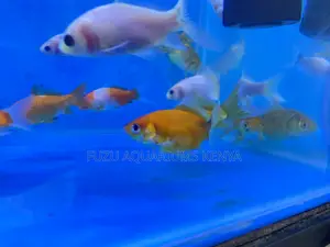 Easy Care Goldfish for Kids Adults