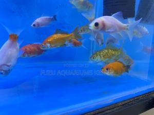 Low Maintenance Goldfish Available - thumbnail 2