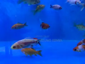 Unique Goldfish Color Pattern