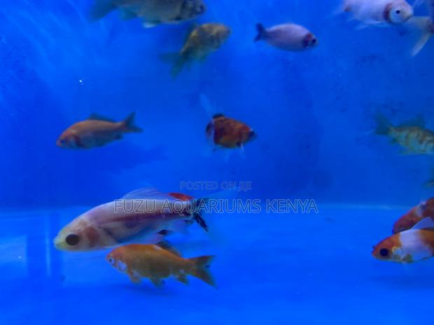 Unique Goldfish Color Pattern - main view