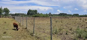 Prime Plot for Sale in Royalton Annex Eldoret