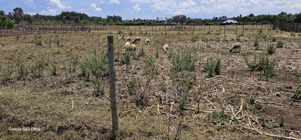 Prime Plot for Sale in Royalton Annex Eldoret - thumbnail 10