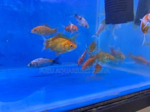 Goldfish for Sale – All Sizes - thumbnail 2