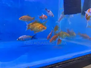 Goldfish for Sale – All Sizes
