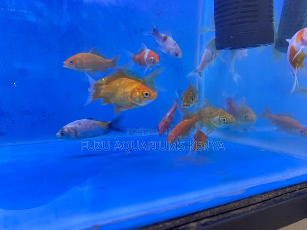 Goldfish for Sale – All Sizes - main view