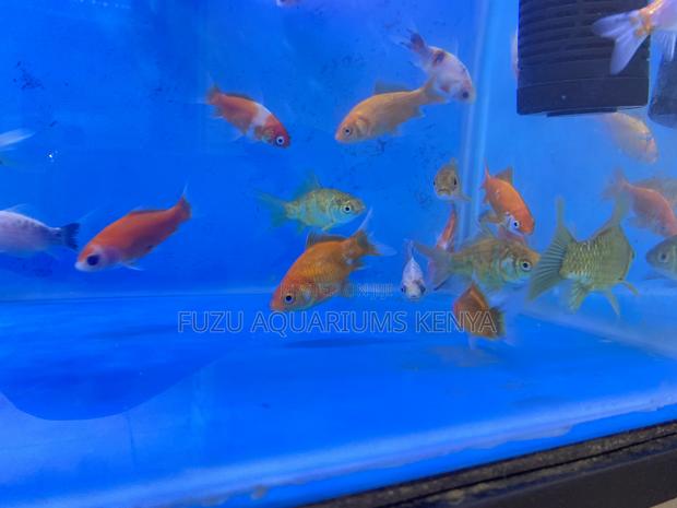 Comet Goldfish With Flowing Fins - main view