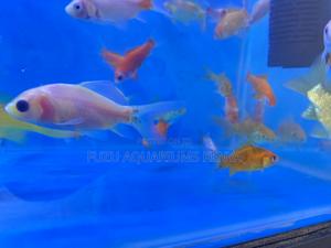 Mixed Variety Goldfish Sale - thumbnail 2