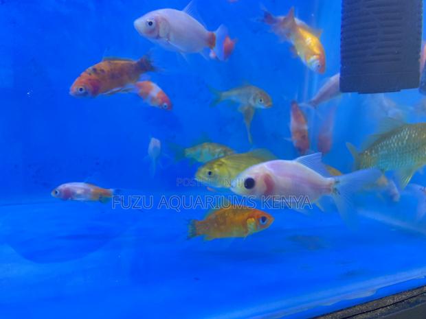 Color Splash Goldfish Selection - main view