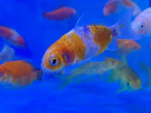 Active Goldfish, Great for Beginners - thumbnail 2