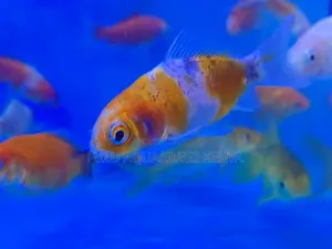 Active Goldfish, Great for Beginners
