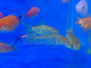 Gorgeous Mixed Goldfish Collection - thumbnail 2