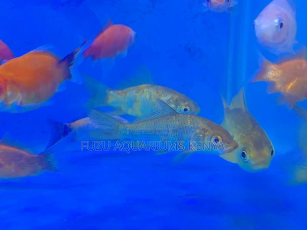 Gorgeous Mixed Goldfish Collection - main view