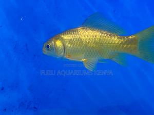 Family-Friendly Goldfish Pets - thumbnail 2